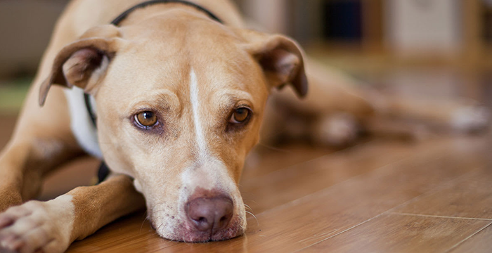 Dog Deworming, What Worms Are Being Dewormed?