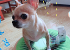 Runkang Eye Drops, Rely on It to Treat Dog Eye Problems!