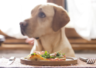Sit Well to Eat, Teach Dog Sit Down!