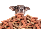 Dog Food Has Types, Come See Which Food Suits Your Dog Best?