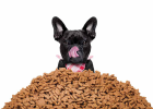 How to Choose Dog Food Based on Age and Body Type?