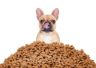 Choose Dog Food Just These Four Tricks, Did You Learn?