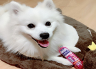 This De-shedding Spray Can Solve Pet Hair Flying Everywhere Problem