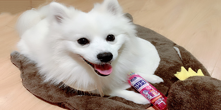 This De-shedding Spray Can Solve Pet Hair Flying Everywhere Problem