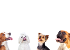 If There Are Multiple Dogs at Home, What to Do?