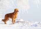 Dog Behavior Training, You Need Clear Rewards and Punishments