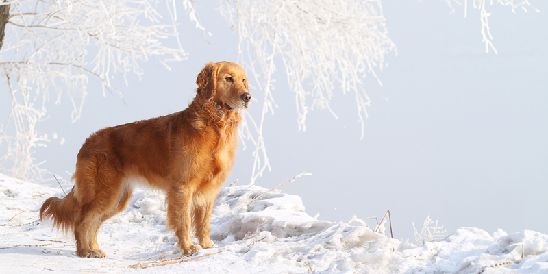 Dog Behavior Training, You Need Clear Rewards and Punishments