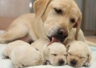 Dog About to Give Birth, What Should I Prepare?
