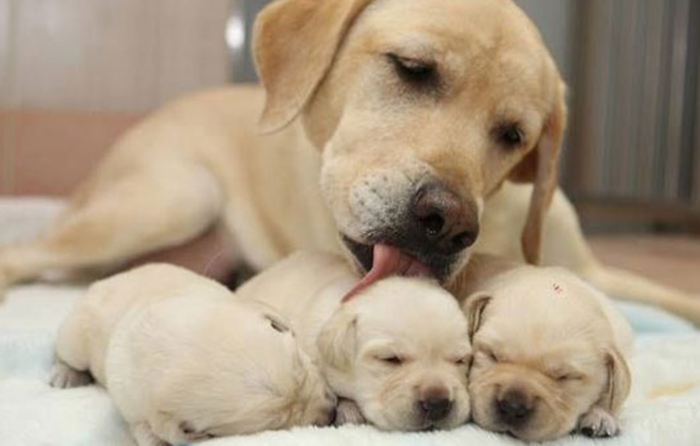 Dog About to Give Birth, What Should I Prepare?