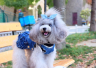 Experience Sharing: How to Care for Dog with Fragile Stomach?