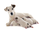 Caring for Postpartum Dog, What to Pay Attention?