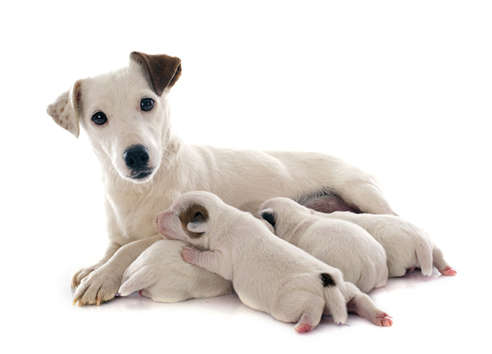 Caring for Postpartum Dog, What to Pay Attention?