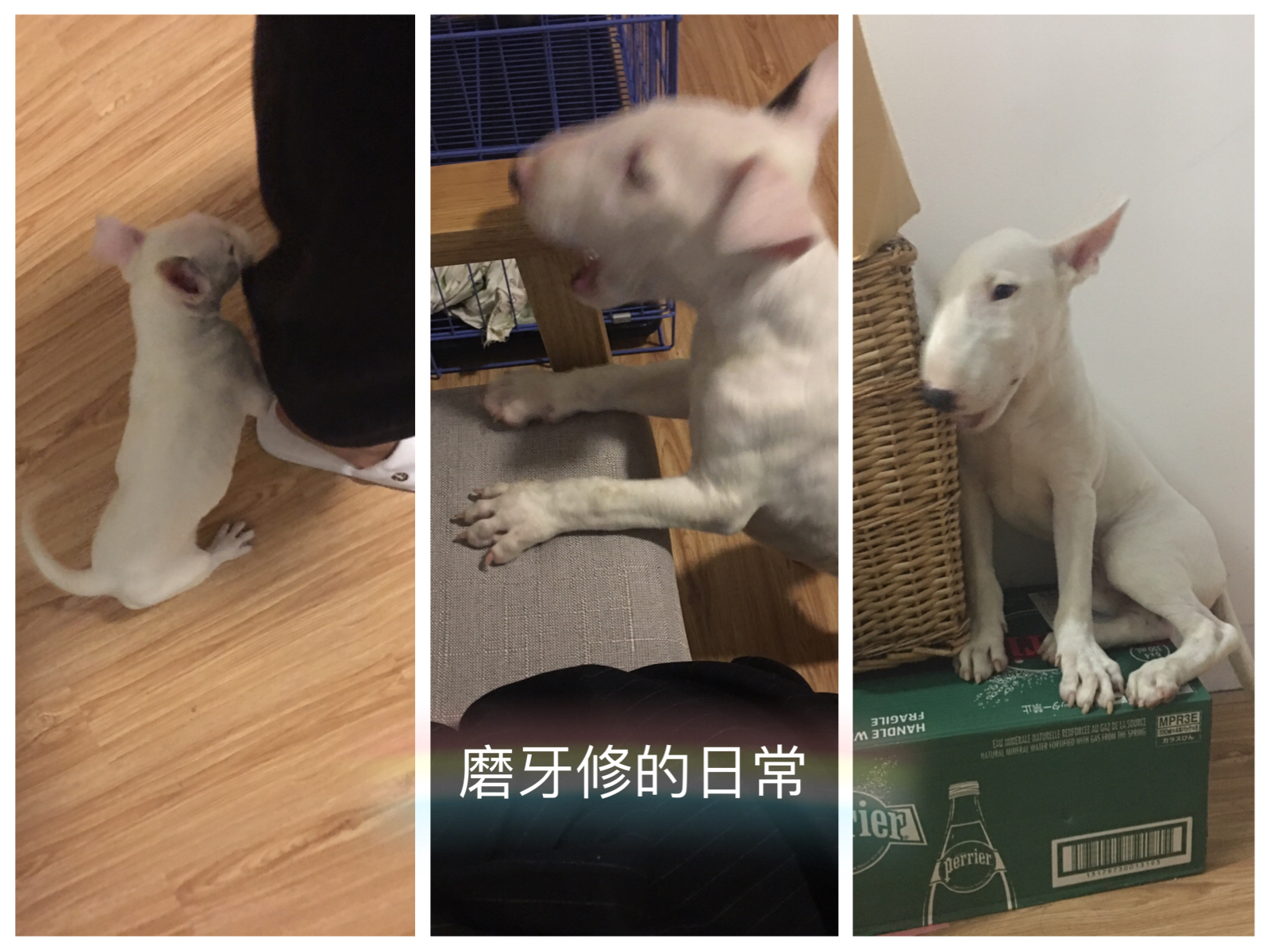 图片1