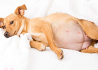 Dog is Pregnant, How to Take Care of It?