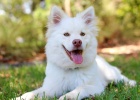 How to Train Dog to Lie Down, Sit, Shake Hands
