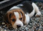 Why Does Dog Start Barking When Going Out?