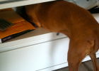 Dog Afraid of Thunder, What to Do?
