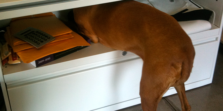 Dog Afraid of Thunder, What to Do?