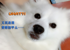 Dog Nail Cutting Battle