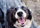 What Should Dog in Teething Period Pay Attention?
