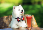 What Should Dog Eat? Just Dog Food Is Not Enough!