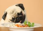 Different Age Dogs, How to Feed?