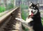 Is My Dog Calcium Deficient? Need Supplement?