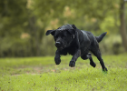 Dog Joint Has Problems, What to Do?