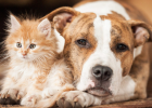 Are Cats and Dogs Really Incompatible?
