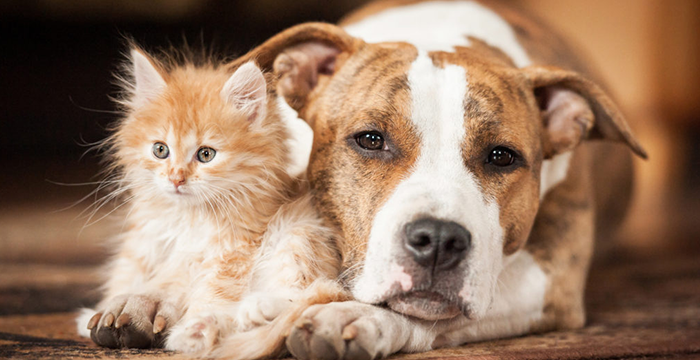 Are Cats and Dogs Really Incompatible?