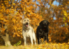 If Dog Fur is Not Good, What Should It Eat?