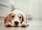 Dog Family Bacteria Everywhere! These Places Must Disinfect