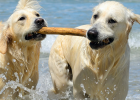 How Do Two Dogs Live Harmoniously?