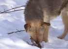 Dog Eating Things on Ground, What to Do?