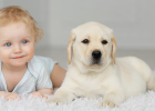 How to Let Children and Dogs Interact Safely?