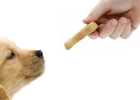 Dog Accepting Stranger Feeding, What to Do?