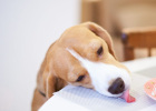 Urgent! Dog at Home Always Likes Eating Randomly, What to Do?