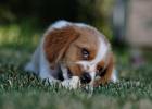 Dog Always Eats Too Fast, What to Do?