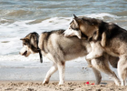 Shy! Dog Actually Sexually Harasses Same Sex