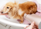 Dog Afraid of Hair Dryer, What to Do?