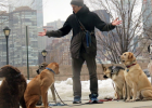 Dog to Be Good, Start Socialization from Young