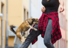Dog Pouncing Hard to Correct, You Found Wrong Method