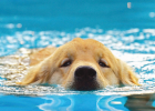 Dog Heat Prevention and Cooling, Have You Done It Right?