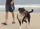 If Choosing Family Boarding for Dog, What to Do?