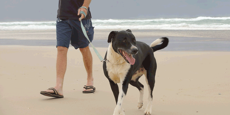 If Choosing Family Boarding for Dog, What to Do?