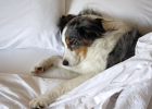 Dog Warmth and Cold Protection, Have You Done It Right?