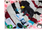 Gray Bear Growth Diary: Puppy Deworming
