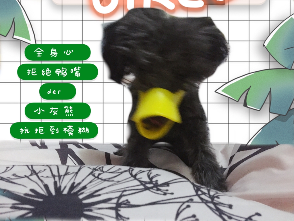 图片1