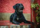 Dog Likes Pulling and Rushing Outside? Three Steps Learn Heeling!