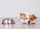 Dog Not Eating, Not Just Because Picky Eating!